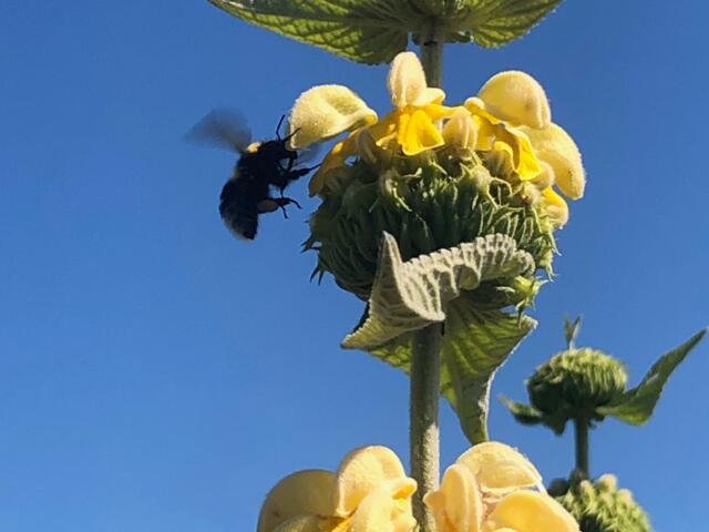 Bij-vriendelijke-tuin Aanleg