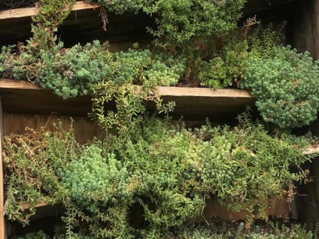 Groene muur van Sedum